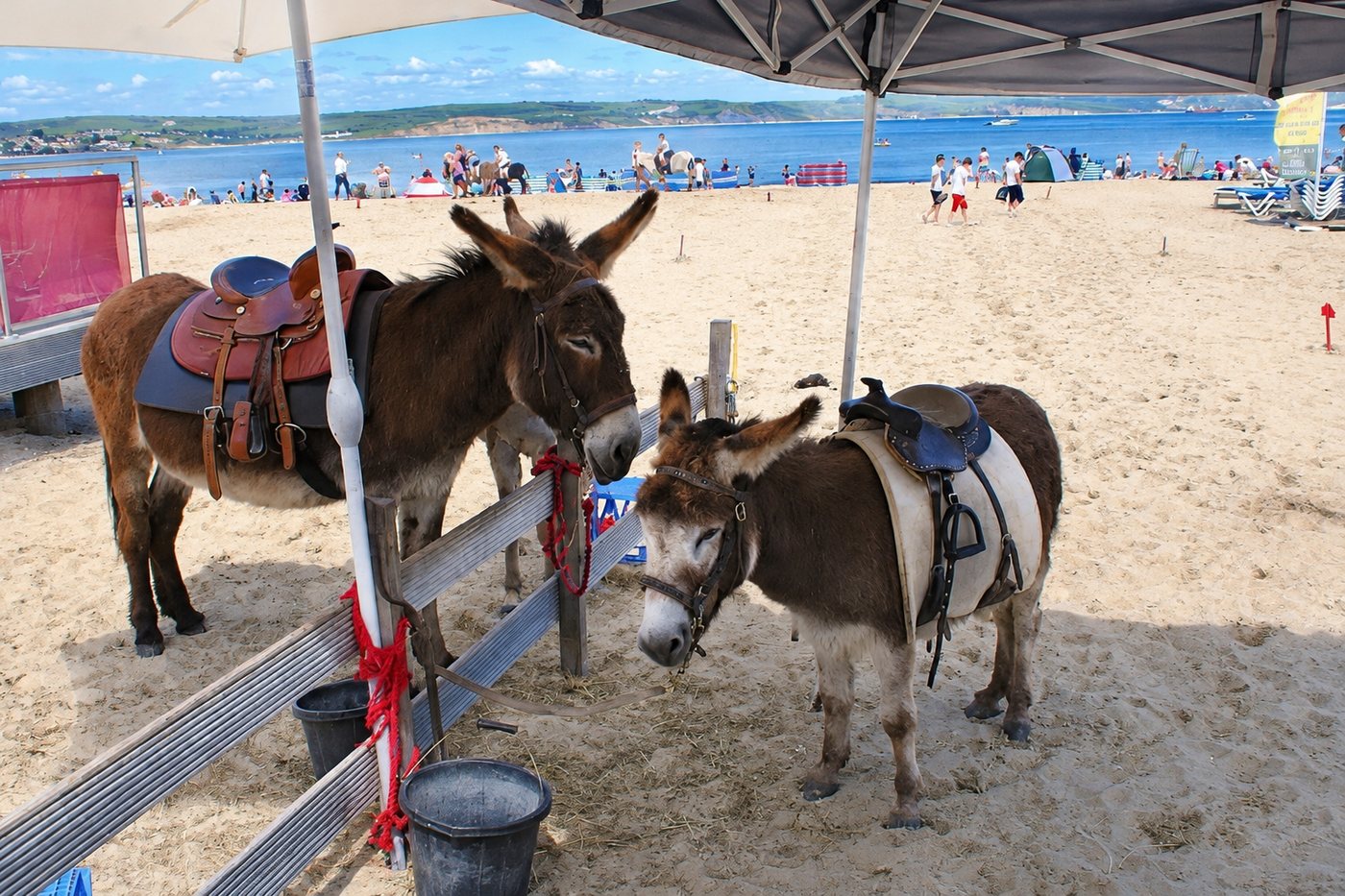 Donkeys on Weymouth's main beach